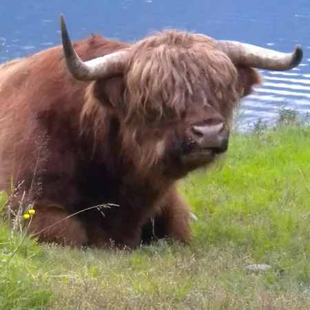 بيت للعطل Fjordhytte-4 Nahe Trolltunga, Hardanger, Direkt Am Maurangerfjord In Besonders Attraktiver Umgebung *