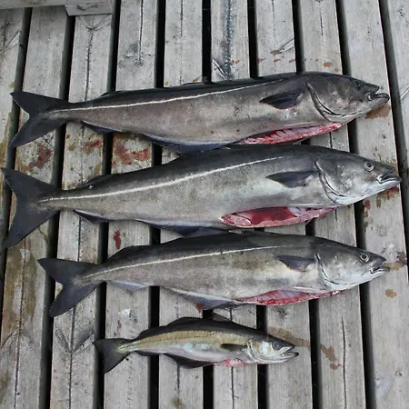 Fjordhytte-4 Nahe Trolltunga, Hardanger, Direkt Am Maurangerfjord In Besonders Attraktiver Umgebung