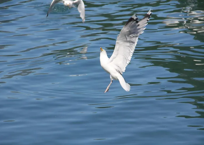 Fjordhytte-4 Nahe Trolltunga, Hardanger, Direkt Am Maurangerfjord In Besonders Attraktiver Umgebung *